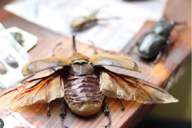 TCVN 14203:2024 yêu cầu mẫu tiêu bản côn trùng: Bước tiến quan trọng nâng cao chất lượng nghiên cứu